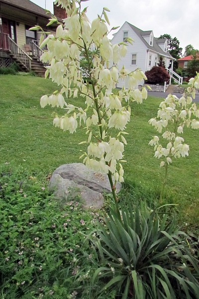 our yucca plant in full bloom