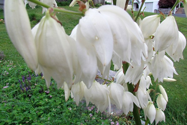 white flowers on the yucca plant