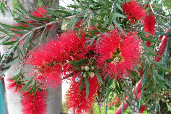 bottle brush blooms