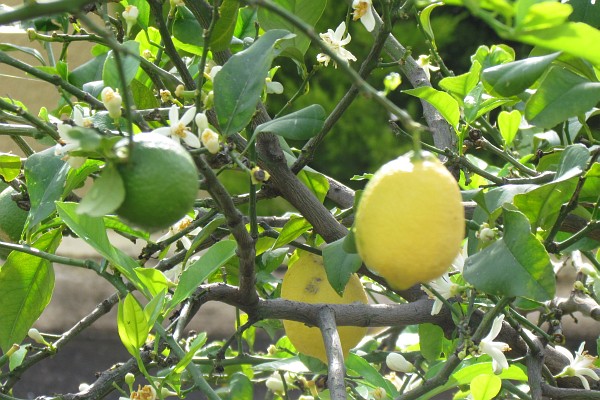lemon fruit on a tree