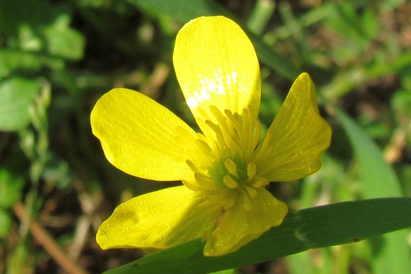 buttercup flower