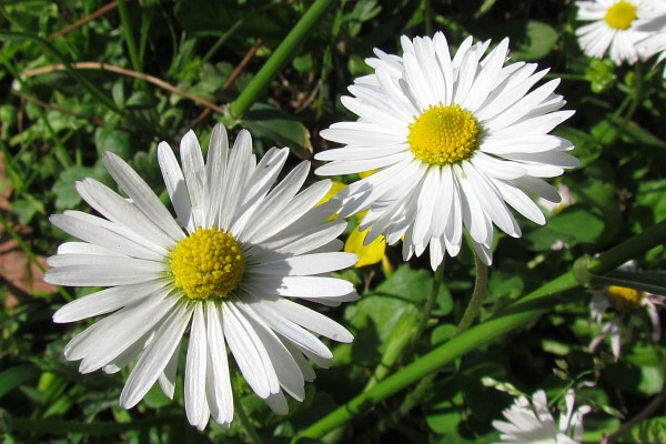 white daisy