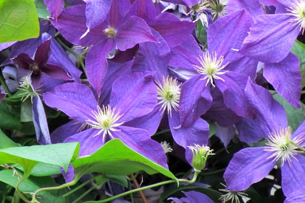blooms on a Clematis vine