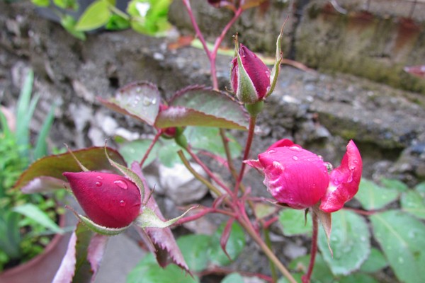 rose buds with rain drops on them