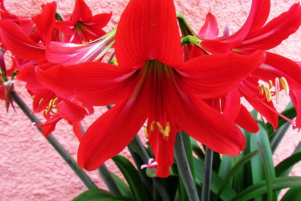 red lily