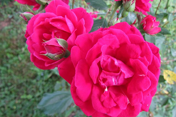 two blooms of the Blze Clinmbing Rose