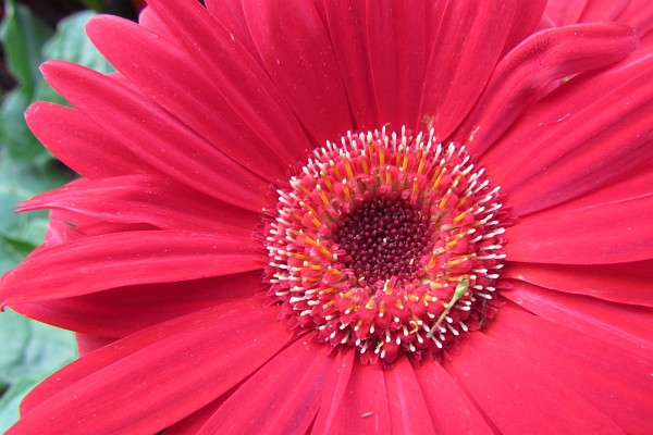 red Gerbera Daisy