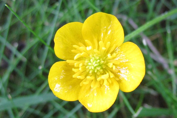 a Buttercup bloom (I)