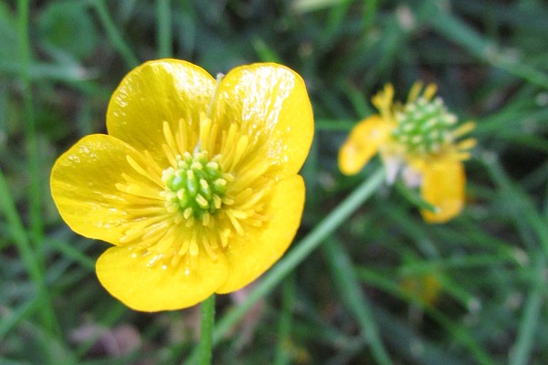 a Buttercup bloom (II)