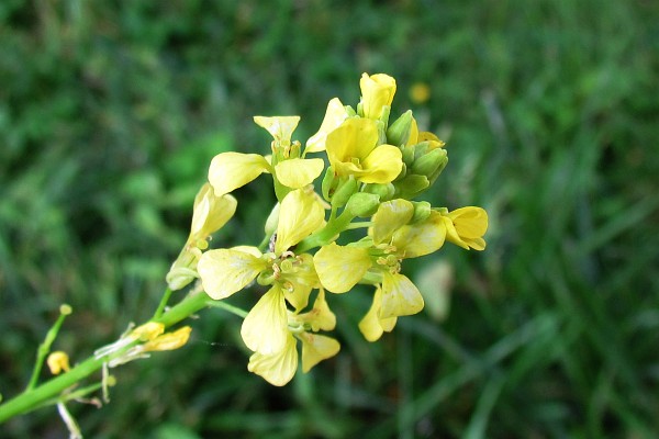 Black Mustard flowoer