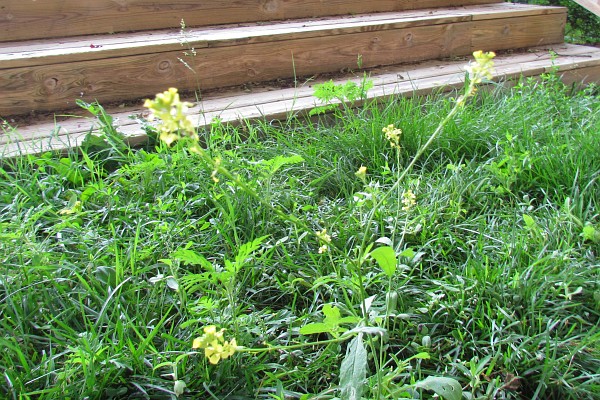 Black Mustard plant