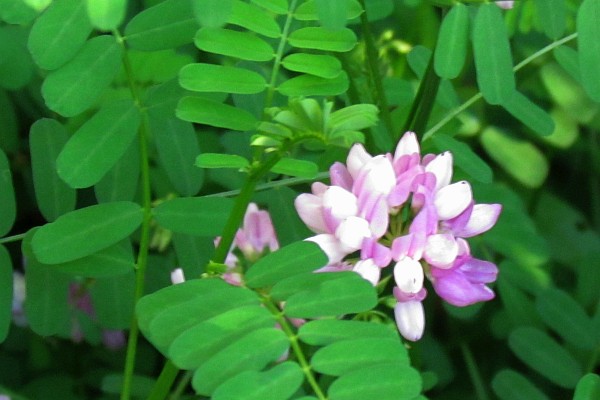 Crown Vetch flower