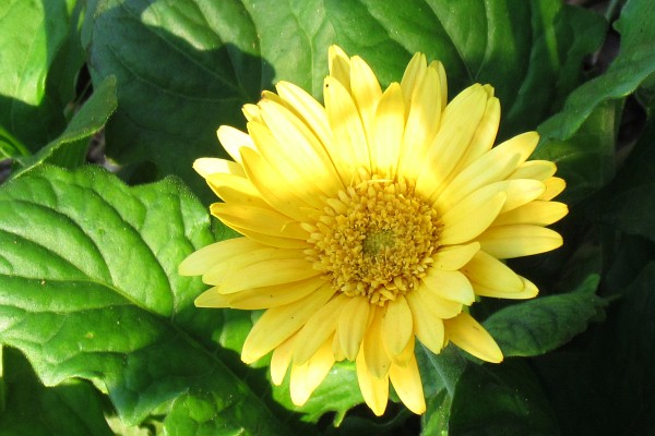 a yellow Gerbera Daisy