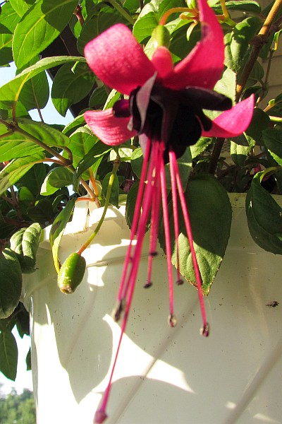 Fuchsia bloom