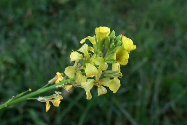 Black Mustard flowers a day later