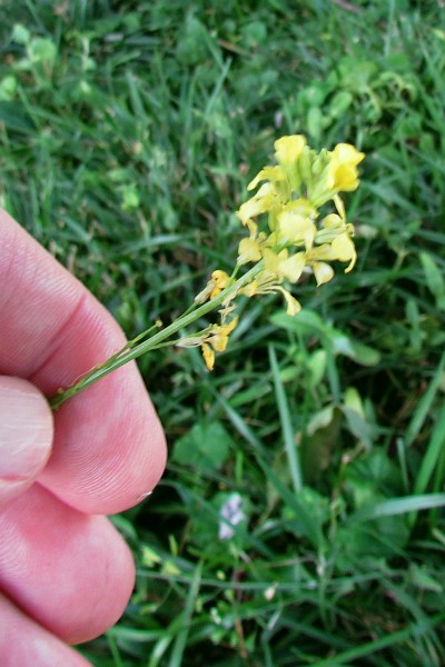 Black Mustard flowr with my hand