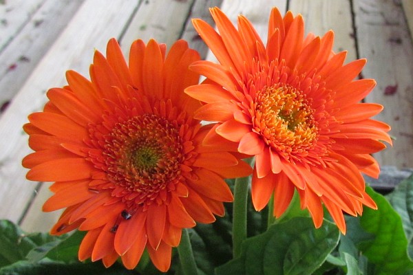 two orange Gerbera Daisies in filtered light