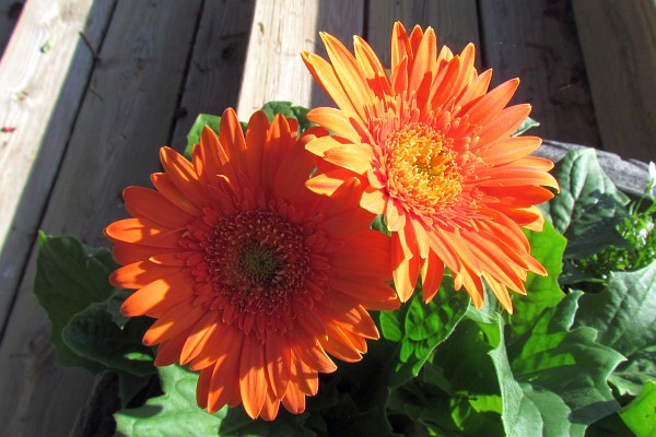 two orange Gerbera Daisies in sunlight and shadows