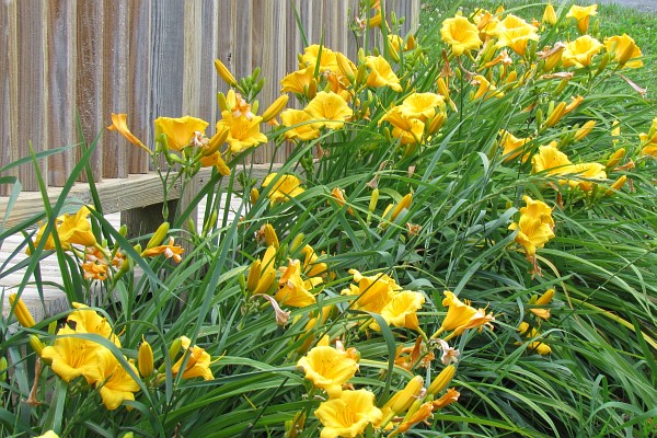 Stella de Oro daylilies along our deck