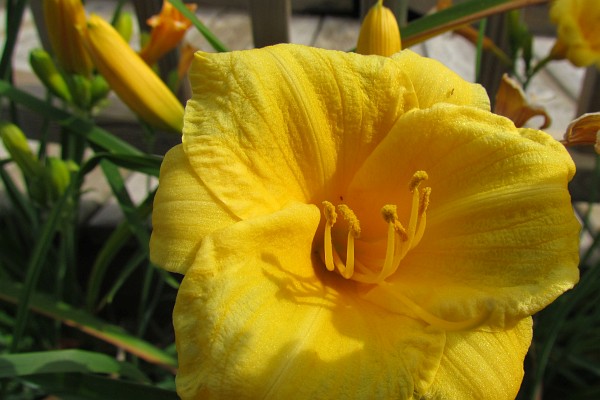 close up of a Stella de Oro daylily