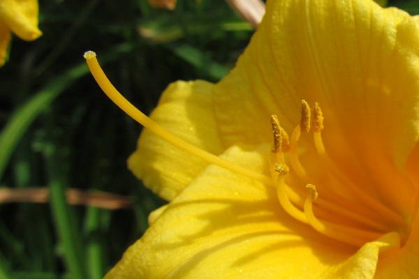 a closer photo of a Stella de Oro daylily bloom
