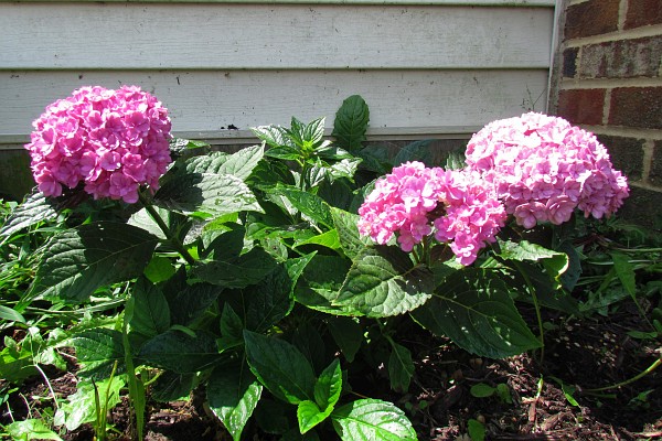 small hydrangea