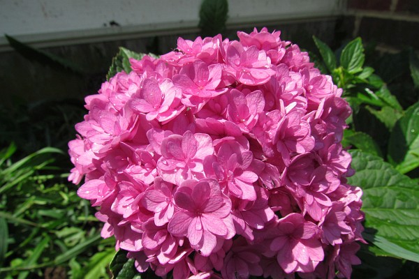 hydrangea flower cluster