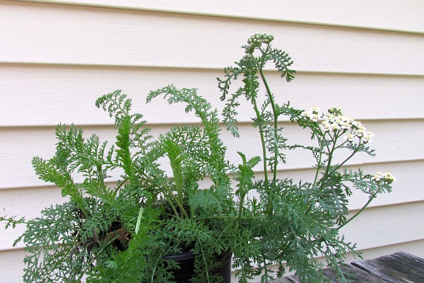 yarrow