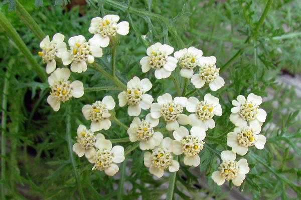 yarrow plant blossoms