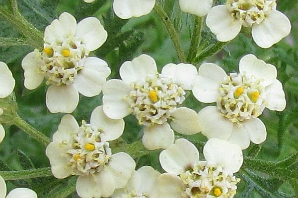 close-up of yarrow plant blossoms