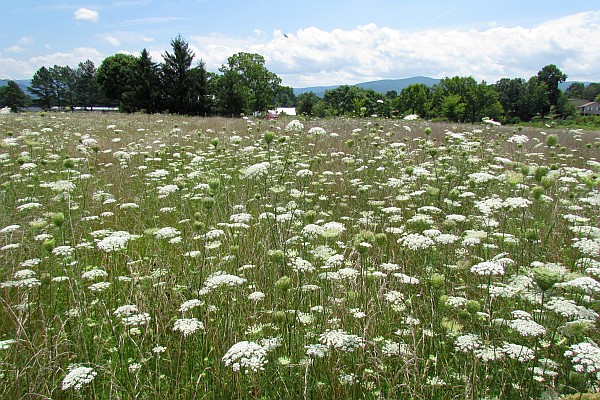a field of Queen Anne's Lacew flowers near Elkton, VA, USA