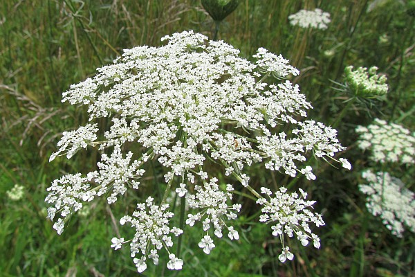 a close up of one Queen Anne's Lacew flower head