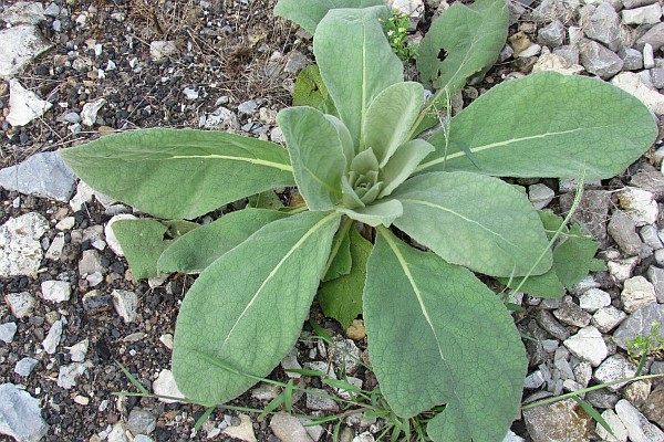 top view of Mulelin plant