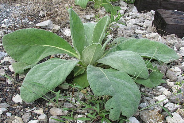 Mullein plant by railroad track  in Harrisonburg, VA, USA