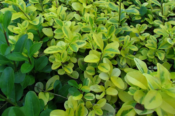 close up of multi-colored leafed hedge