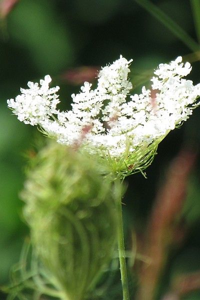 close-up of one flower head