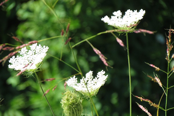 three Queen Anne's Lace flower heads, Lezhe, Albania