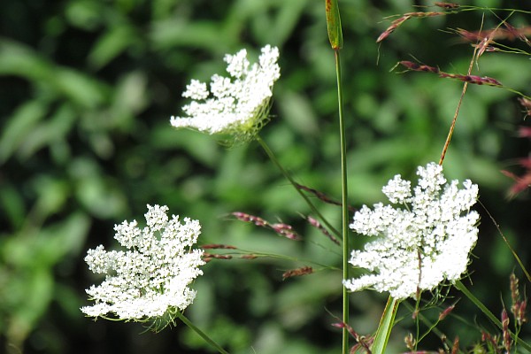 another set of three flowers