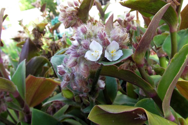 Whte flowers on leathery leaves in a pot