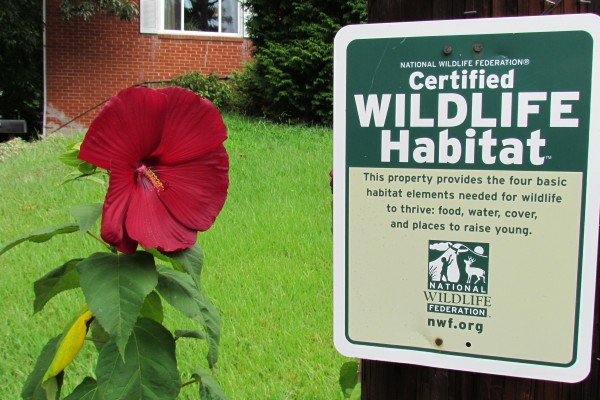 Red Hibiscus and 