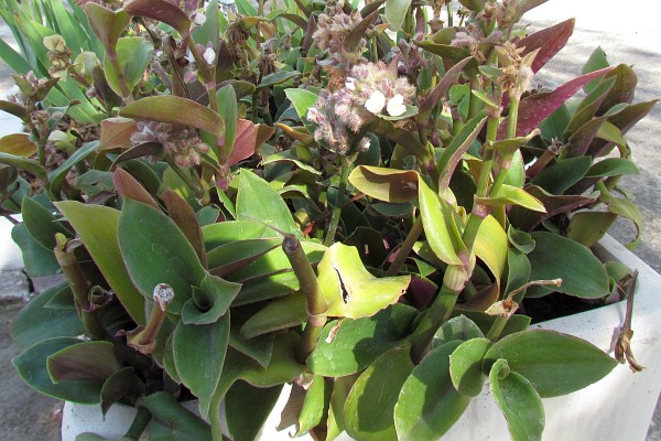 Whte flowers on leathery leaves from further away