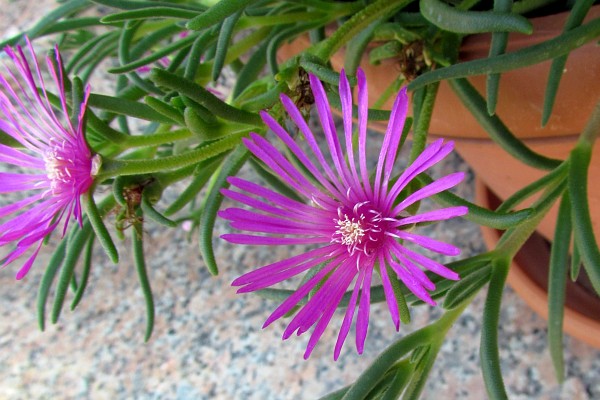 an iceplant?