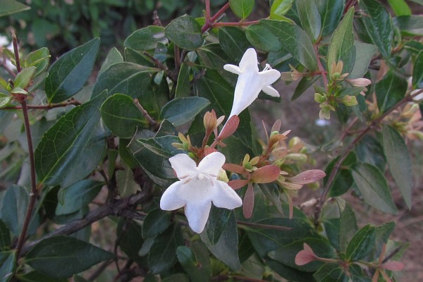 orange blossoms