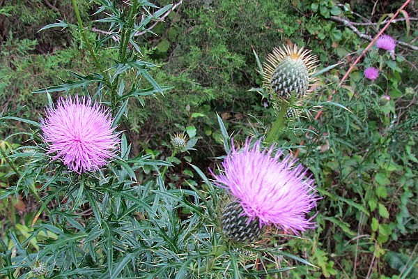 Thistle