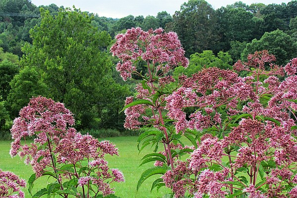 Joe-Pye Weed