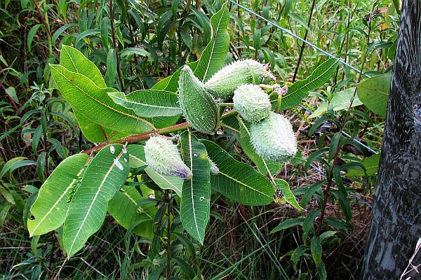 Milk Weed