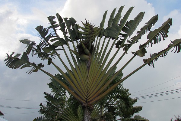 Travelers Palm