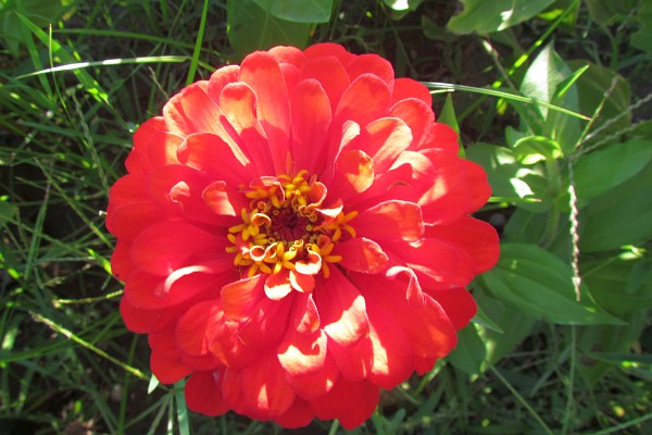 a zinnia in Lezhe, Albania