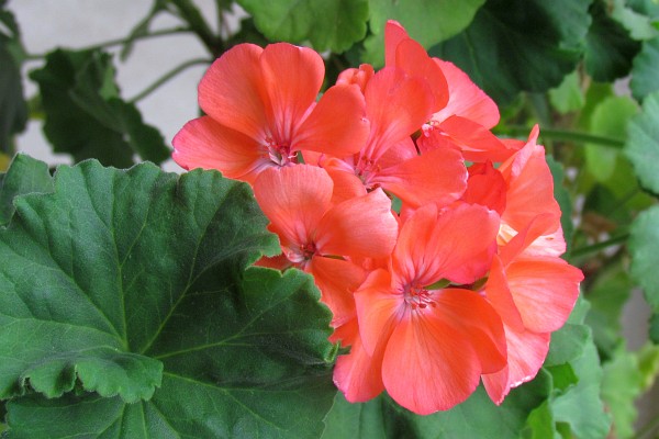 pink Germanium flowers Small Restaurant Outside of Librazhd 