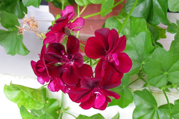 Mauve Germanium Blossoms near Librazhd, Albania